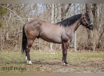 American Quarter Horse, Castrone, 7 Anni, 147 cm, Grullo