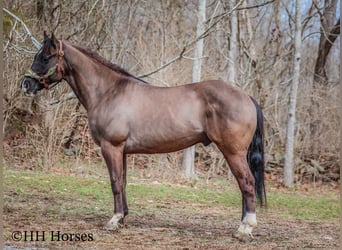 American Quarter Horse, Castrone, 7 Anni, 147 cm, Grullo