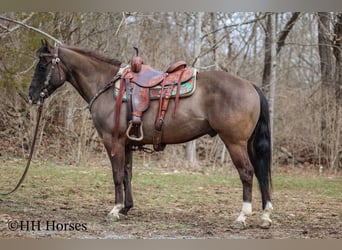 American Quarter Horse, Castrone, 7 Anni, 147 cm, Grullo