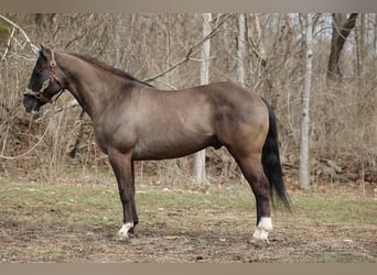 American Quarter Horse, Castrone, 7 Anni, 147 cm, Grullo