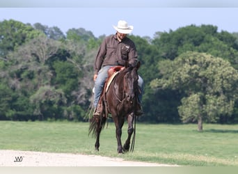 American Quarter Horse, Castrone, 7 Anni, 147 cm, Morello