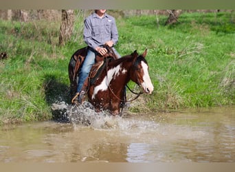 American Quarter Horse, Castrone, 7 Anni, 147 cm, Overo-tutti i colori