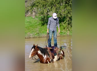 American Quarter Horse, Castrone, 7 Anni, 147 cm, Overo-tutti i colori