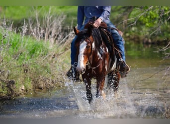 American Quarter Horse, Castrone, 7 Anni, 147 cm, Overo-tutti i colori