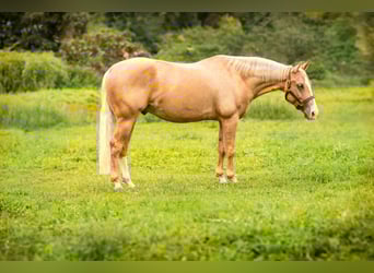 American Quarter Horse, Castrone, 7 Anni, 147 cm, Palomino