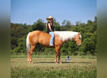 American Quarter Horse, Castrone, 7 Anni, 147 cm, Palomino