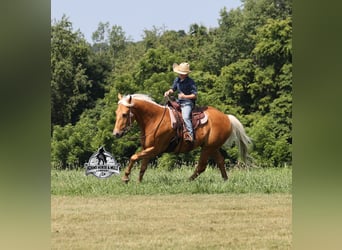 American Quarter Horse, Castrone, 7 Anni, 147 cm, Palomino