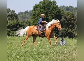 American Quarter Horse, Castrone, 7 Anni, 147 cm, Palomino