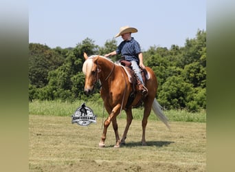 American Quarter Horse, Castrone, 7 Anni, 147 cm, Palomino