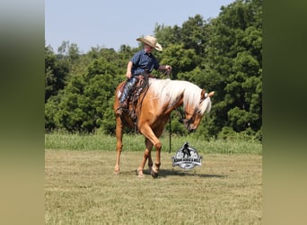 American Quarter Horse, Castrone, 7 Anni, 147 cm, Palomino