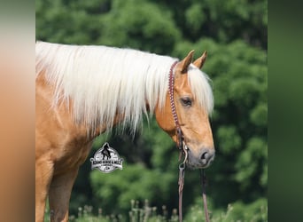 American Quarter Horse, Castrone, 7 Anni, 147 cm, Palomino