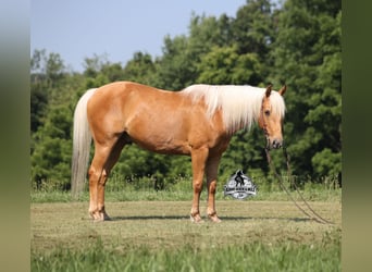 American Quarter Horse, Castrone, 7 Anni, 147 cm, Palomino