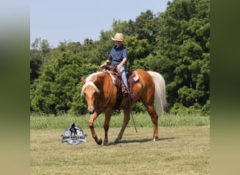 American Quarter Horse, Castrone, 7 Anni, 147 cm, Palomino