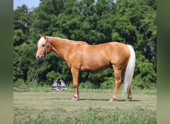American Quarter Horse, Castrone, 7 Anni, 147 cm, Palomino