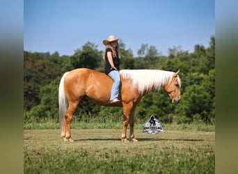 American Quarter Horse, Castrone, 7 Anni, 147 cm, Palomino