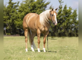 American Quarter Horse, Castrone, 7 Anni, 147 cm, Palomino