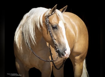 American Quarter Horse, Castrone, 7 Anni, 147 cm, Palomino