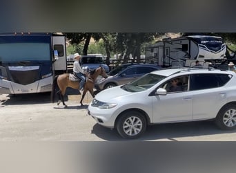 American Quarter Horse, Castrone, 7 Anni, 147 cm, Pelle di daino