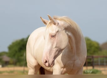 American Quarter Horse, Castrone, 7 Anni, 147 cm, Perlino