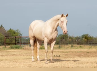 American Quarter Horse, Castrone, 7 Anni, 147 cm, Perlino