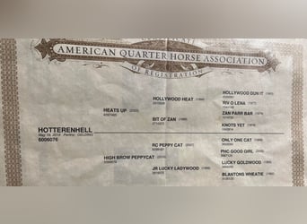 American Quarter Horse, Castrone, 7 Anni, 147 cm, Perlino