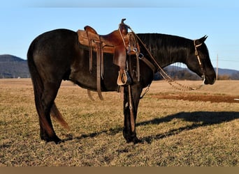 American Quarter Horse, Castrone, 7 Anni, 147 cm, Roano blu