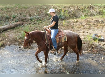 American Quarter Horse, Castrone, 7 Anni, 147 cm, Roano rosso
