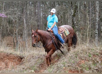 American Quarter Horse, Castrone, 7 Anni, 147 cm, Roano rosso