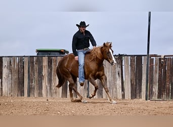 American Quarter Horse, Castrone, 7 Anni, 147 cm, Sauro ciliegia