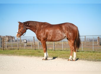 American Quarter Horse, Castrone, 7 Anni, 147 cm, Sauro ciliegia