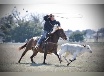 American Quarter Horse Mix, Castrone, 7 Anni, 147 cm, Sauro ciliegia