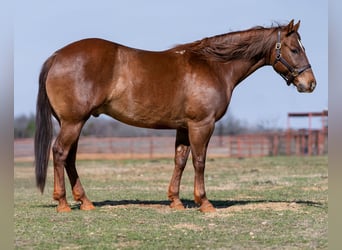 American Quarter Horse Mix, Castrone, 7 Anni, 147 cm, Sauro ciliegia