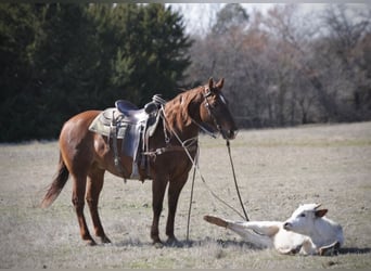 American Quarter Horse Mix, Castrone, 7 Anni, 147 cm, Sauro ciliegia