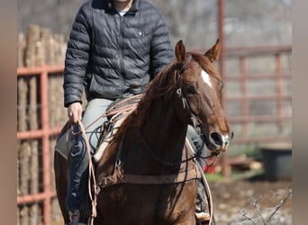 American Quarter Horse Mix, Castrone, 7 Anni, 147 cm, Sauro ciliegia