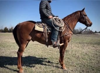 American Quarter Horse Mix, Castrone, 7 Anni, 147 cm, Sauro ciliegia