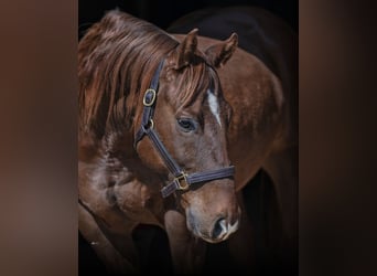 American Quarter Horse Mix, Castrone, 7 Anni, 147 cm, Sauro ciliegia