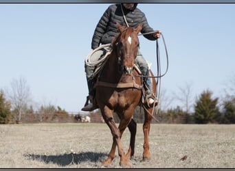 American Quarter Horse Mix, Castrone, 7 Anni, 147 cm, Sauro ciliegia