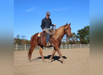 American Quarter Horse Mix, Castrone, 7 Anni, 147 cm, Sauro scuro