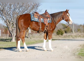 American Quarter Horse, Castrone, 7 Anni, 147 cm, Sauro scuro