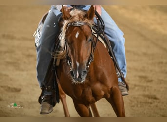 American Quarter Horse, Castrone, 7 Anni, 147 cm, Sauro scuro