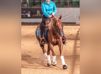 American Quarter Horse, Castrone, 7 Anni, 147 cm, Sauro scuro