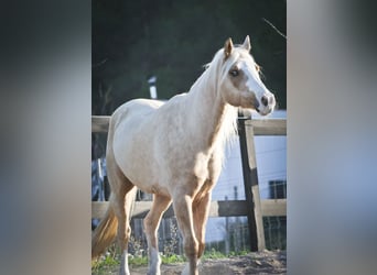 American Quarter Horse, Castrone, 7 Anni, 149 cm, Palomino