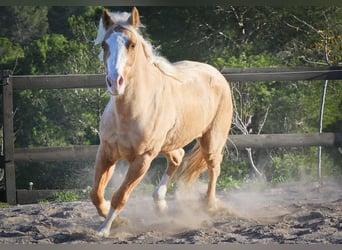 American Quarter Horse, Castrone, 7 Anni, 149 cm, Palomino