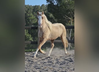 American Quarter Horse, Castrone, 7 Anni, 149 cm, Palomino