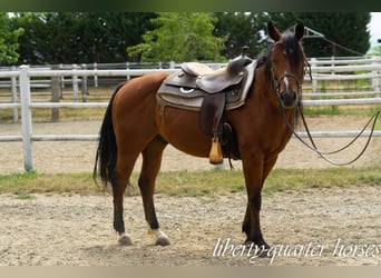 American Quarter Horse, Castrone, 7 Anni, 150 cm, Baio