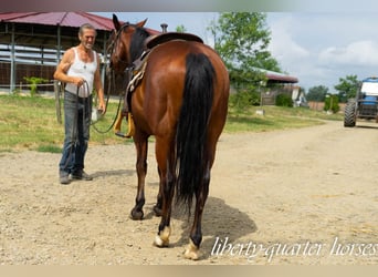 American Quarter Horse, Castrone, 7 Anni, 150 cm, Baio
