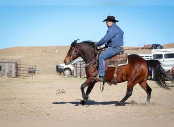 American Quarter Horse, Castrone, 7 Anni, 150 cm, Baio ciliegia