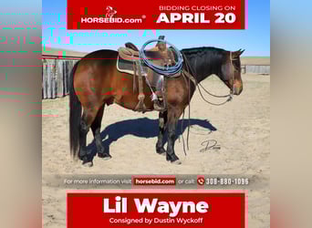 American Quarter Horse, Castrone, 7 Anni, 150 cm, Baio ciliegia