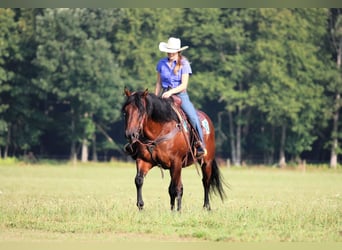 American Quarter Horse, Castrone, 7 Anni, 150 cm, Baio ciliegia