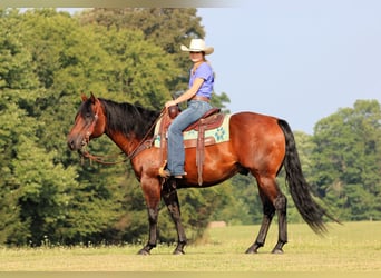 American Quarter Horse, Castrone, 7 Anni, 150 cm, Baio ciliegia